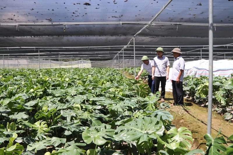 Dinh Tan identifică în mod clar potențialul de dezvoltare