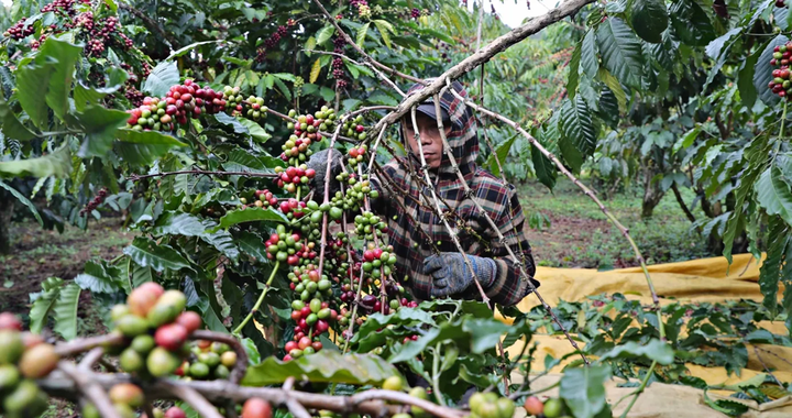 Protección de la indicación geográfica