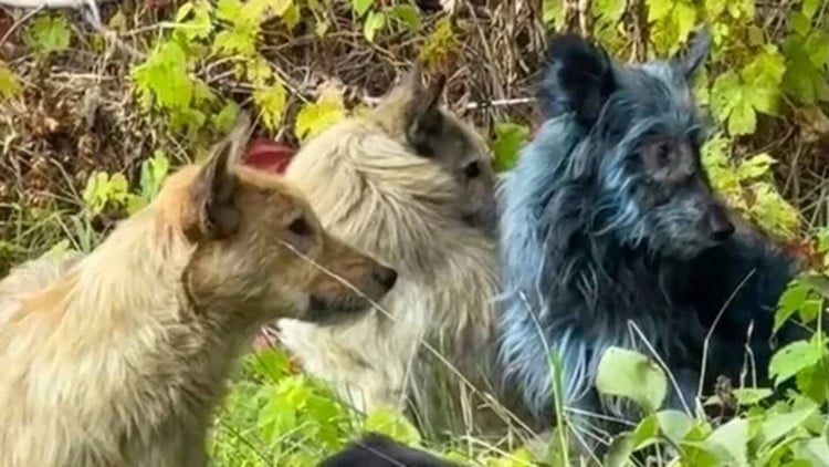 ພາຍໃນ 36 ຊົ່ວໂມງຂອງການລະເບີດຢູ່ໃນເຕົາປະຕິກອນເລກ 4 ຂອງໂຮງງານໄຟຟ້ານິວເຄລຍ Chernobyl, ລັດຖະບານໂຊວຽດໄດ້ຍົກຍ້າຍປະຊາຊົນປະມານ 350,000 ຄົນຈາກເມືອງ Pripyat (ຢູເຄລນໃນປະຈຸບັນ), ປະມານ 3.2 ກິໂລແມັດຈາກໂຮງງານໄຟຟ້າ Chernobyl. chooo-6.jpg