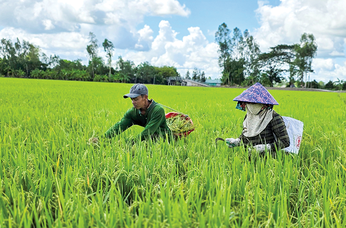 Hantering och förebyggande av ogräs med ris genom integrerade lösningar