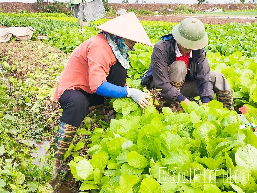 تعزيز المنتجات الزراعية بالتفكير الأخضر والتكنولوجيا