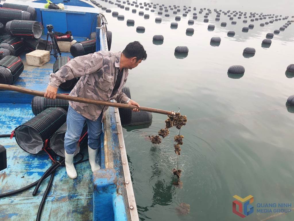 Anh Ngô Nam Trung, Giám đốc HTX Trung Nam kiểm tra sự phát triển của con hầu.