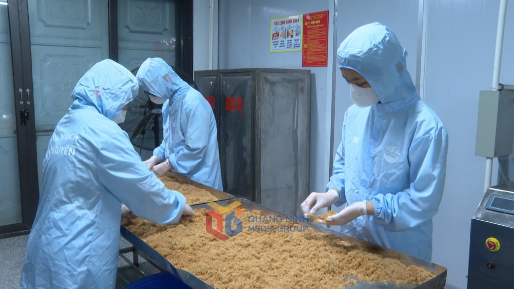 Chế biến ruốc cá thu ở cơ sở ruốc sạch Thảo Nguyên (phường cẩm Phả).