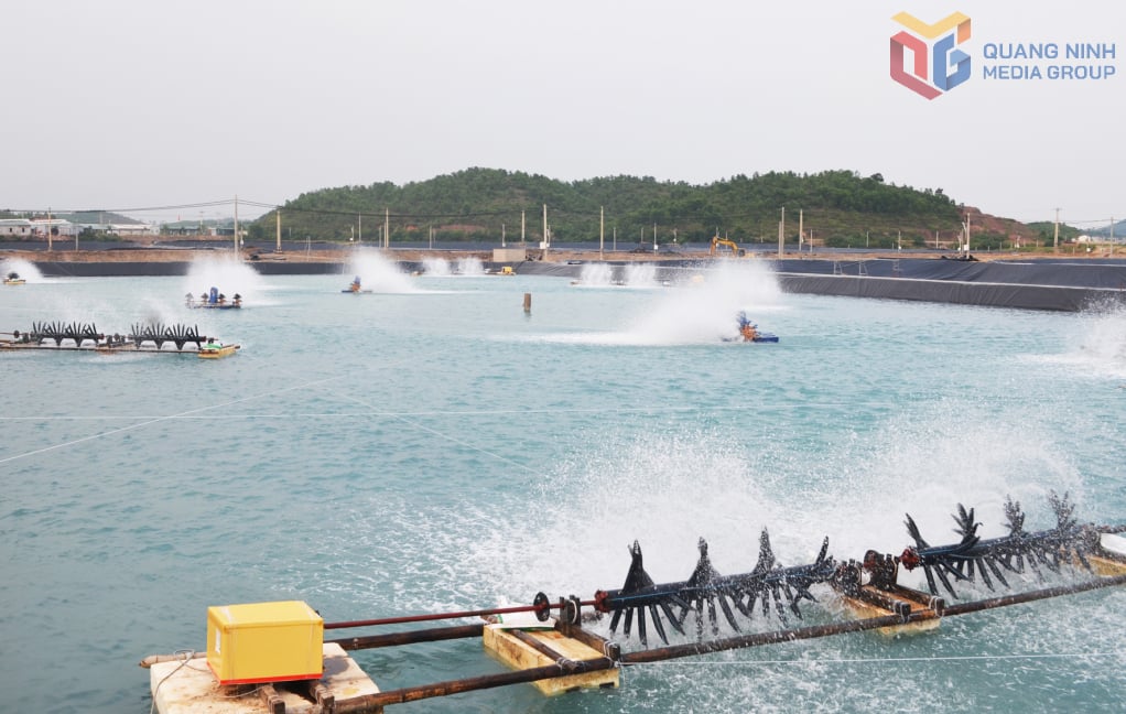 Nuôi tôm công nghệ cao ở xã Hải Lạng.