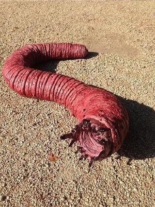 ດັ່ງນັ້ນ, ທ້ອງຖິ່ນມັກຈະຢູ່ຫ່າງຈາກພື້ນທີ່ບ່ອນທີ່ມີແມ່ທ້ອງຕາຍຂອງມົງໂກນເຊື່ອວ່າປະກົດຕົວເພື່ອຫຼີກເວັ້ນໄພພິບັດທີ່ຮ້າຍແຮງ. ຮູບພາບ: reddit. giunn-6.jpg