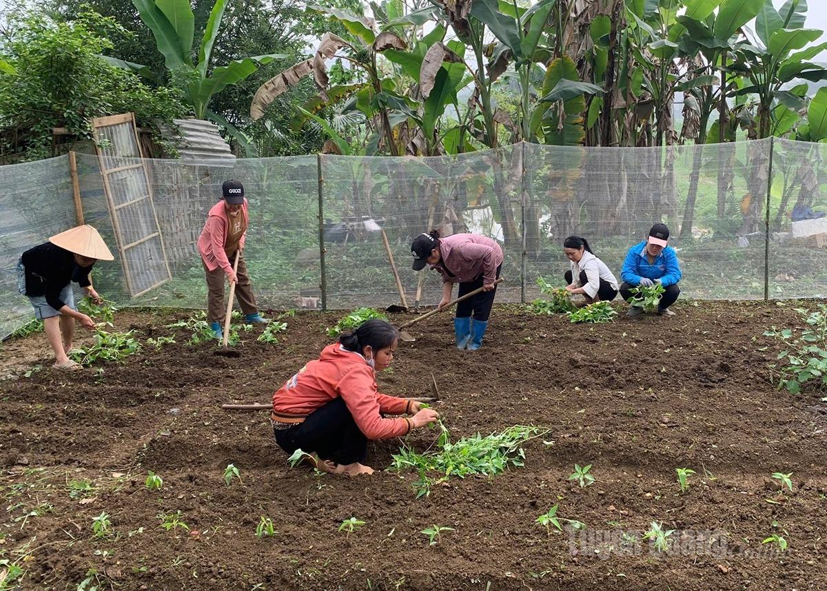 កម្មាភិបាល និងសមាជិកសហជីពនារីភូមិ Thuong Minh ឃុំ Tien Yen គាំទ្រគ្រួសារសមាជិកដាំដុះបន្លែ ជួសជុលសួនច្បារចម្រុះ និងបង្កើនប្រាក់ចំណូល។