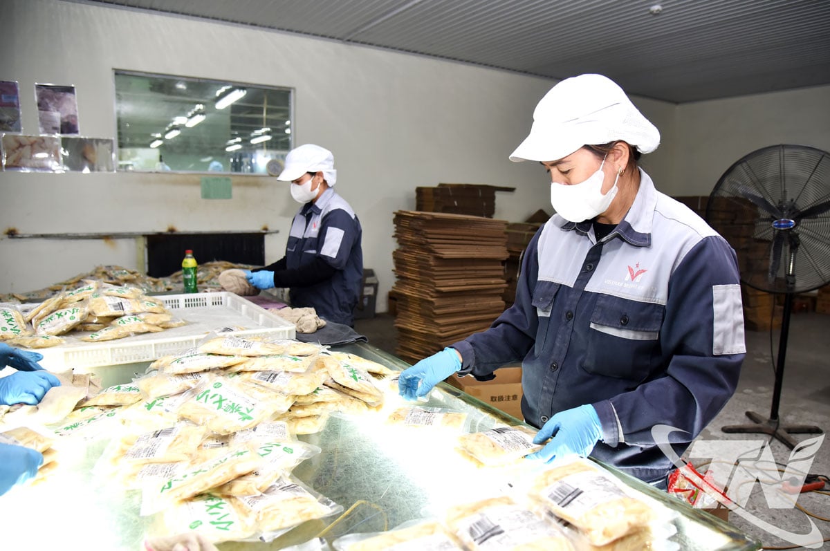 កម្មករនៃក្រុមហ៊ុន Vietnam Misaki Co., Ltd (សួនឧស្សាហកម្ម Thanh Binh) ផ្តោតលើការផលិត និងបំពេញការបញ្ជាទិញផលិតផលកសិកម្មសម្រាប់នាំចេញទៅកាន់ទីផ្សារជប៉ុន។