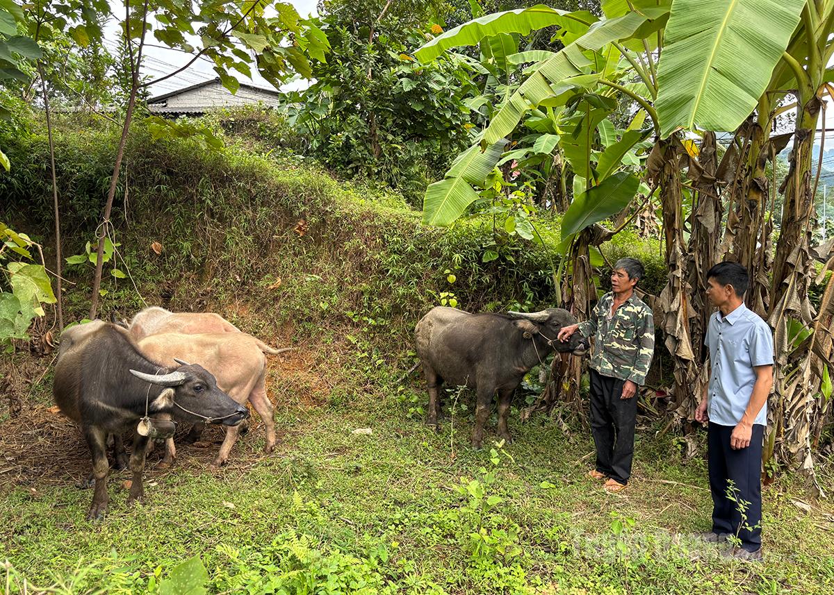 بسیاری از سیاستها به اقلیتهای قومی در کمون مائو دوئه کمک میکند تا اقتصاد خود را توسعه داده و زندگی خود را تثبیت کنند.