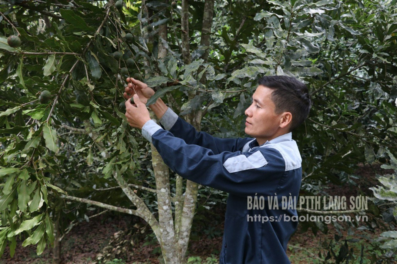 Członkowie spółdzielni Bac Son Macadamia Cooperative sprawdzają jakość orzechów makadamia przed zbiorem.