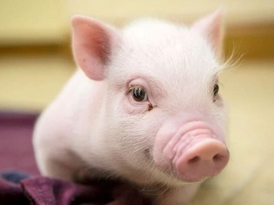 Varkensprijs op 27 oktober 2025: Landelijk blijft het rustig