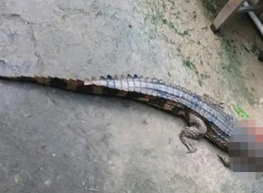 Tay Ninh: Krokodil flydde från bur och bet och skadade en person