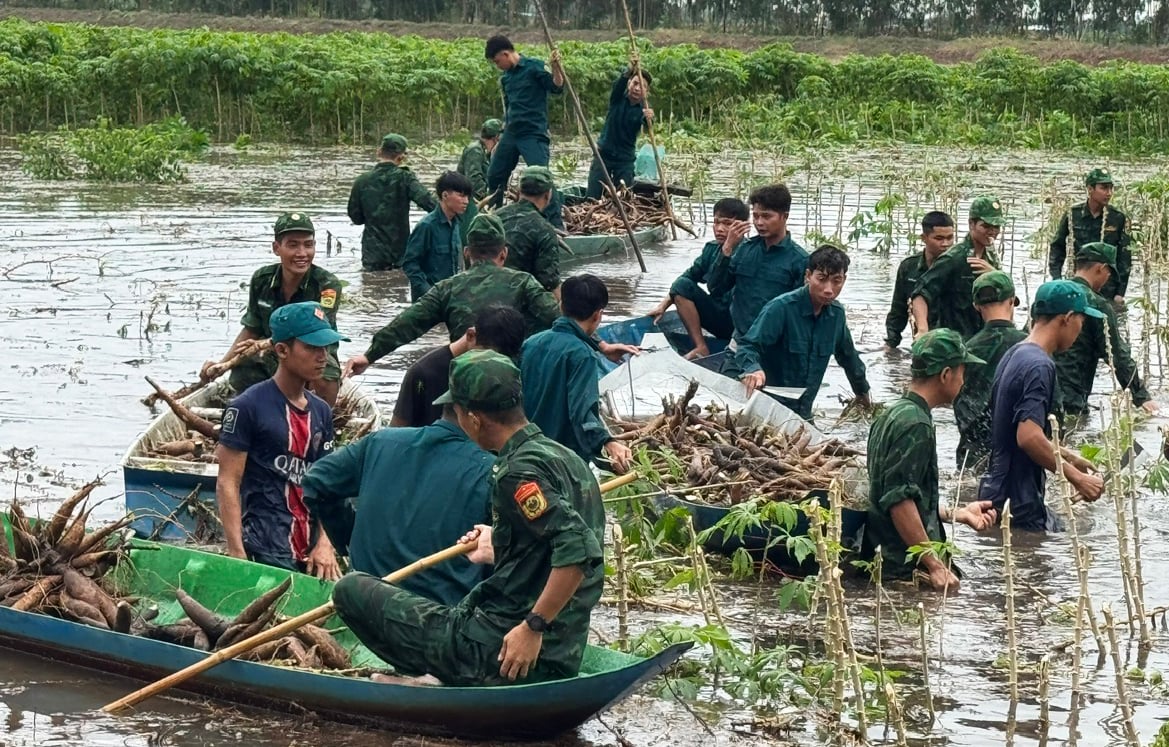 Vinh Dieu Border Guard Station helps people harvest crops to escape the flood.