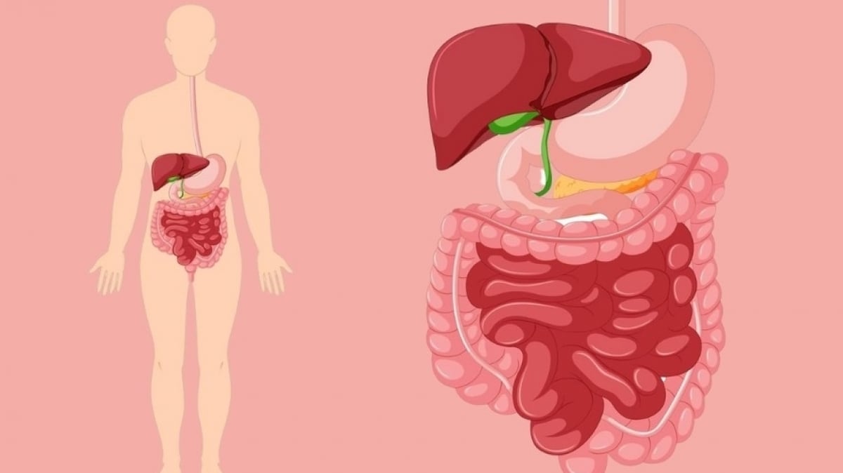 Nghiên cứu của Australia giải mã vai trò quan trọng của hydro trong hệ tiêu hóa