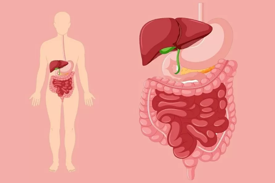 تكشف الأبحاث عن الدور المهم للهيدروجين في الجهاز الهضمي Nghiên cứu hé lộ vai trò quan trọng của hydro trong hệ tiêu hóa