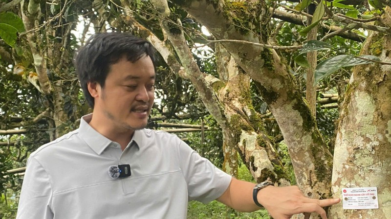 תגי שבב זיהוי מחוברים לעצי התה שאן טויאט עתיקים. (צילום: TL)