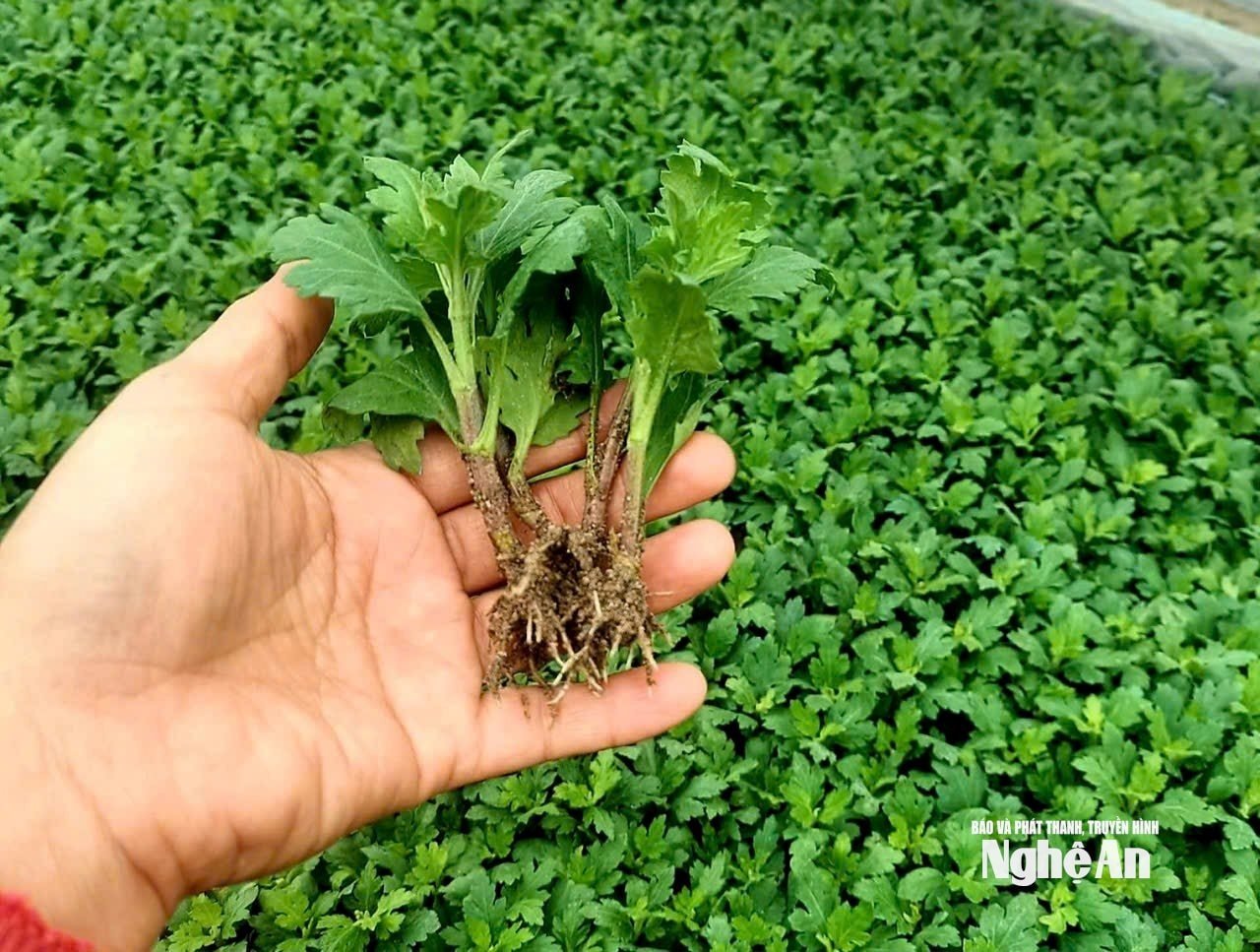 Хризантема. Фото: TP7163979538882_479faabd2ddf78ad792655b2ec17f4ec