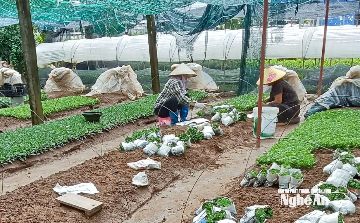 хризантема 2