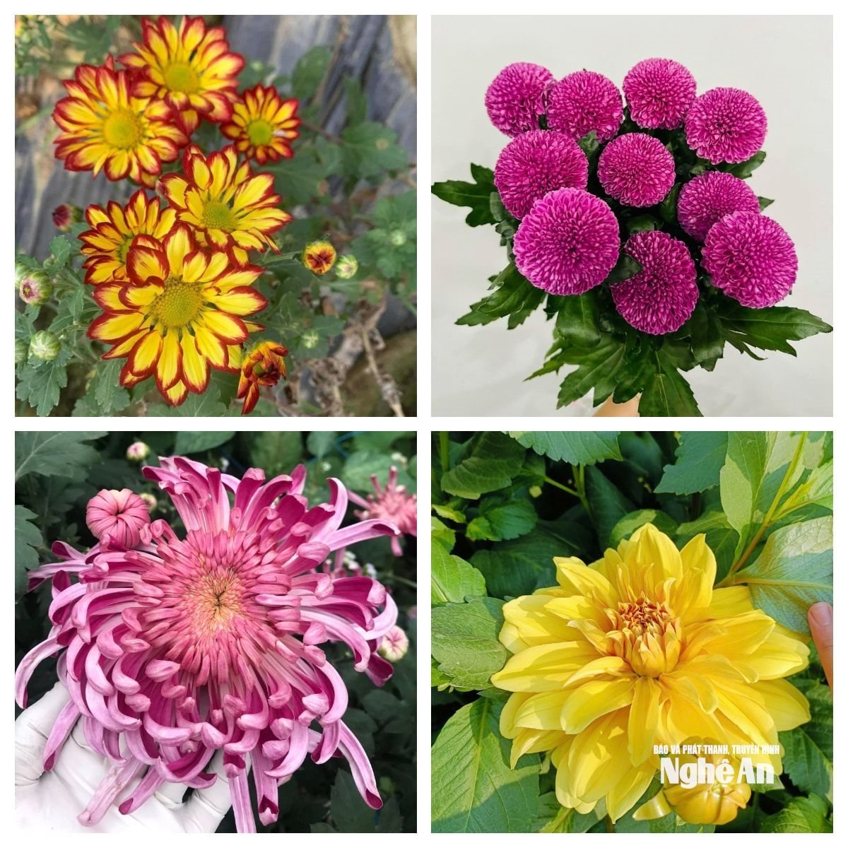 нова порода