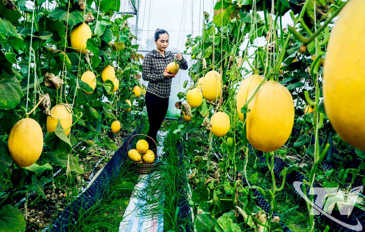 Cu îndrumarea și încurajarea Asociației Fermierilor, în multe localități din provincie s-au dezvoltat modele de producție agricolă de înaltă calitate.