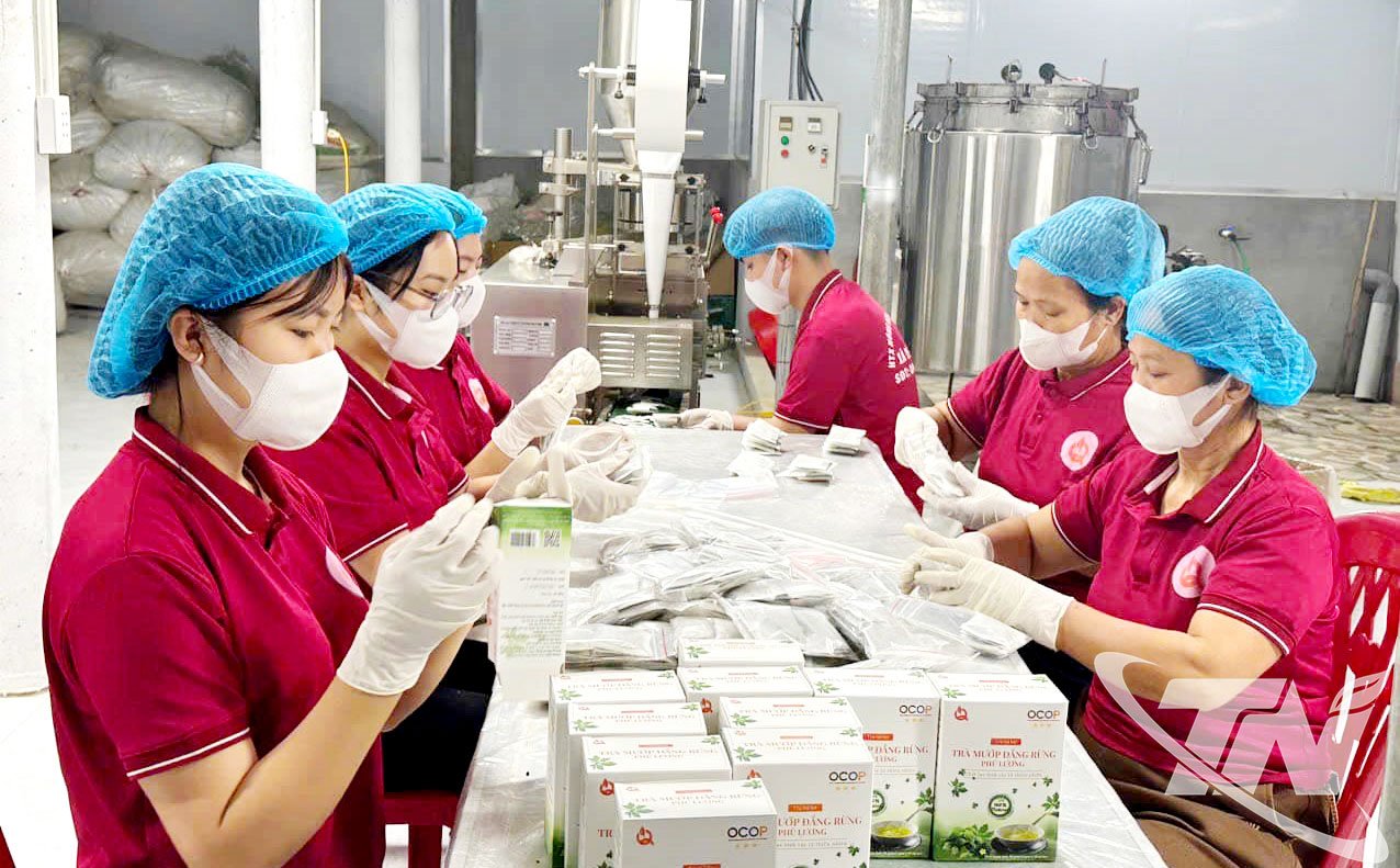 Prelucrarea produselor medicinale la Cooperativa Agricolă Tien Phong (comuna Yen Trach). Fotografie: T.L.