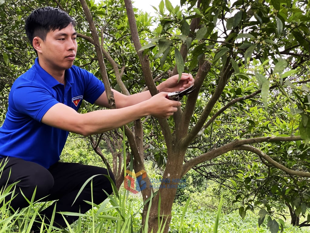 Apelsinodlingsmodellen tillhörande Mr. Le Kha Dai, by 10/10, Van Don Special Zone, genererar en inkomst på cirka 400 miljoner VND/år.