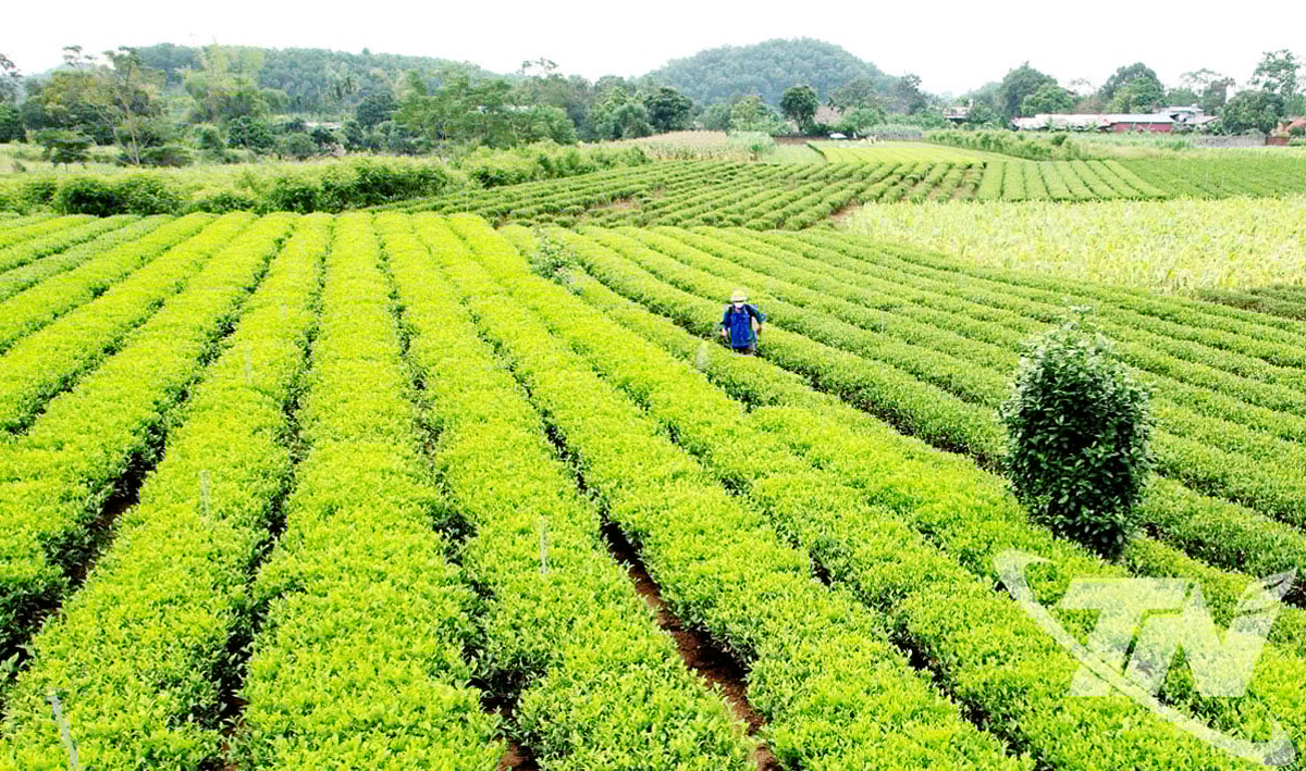 Фермеры коммуны Донгхи распыляют органические биопрепараты для подкормки чая. Фото: T.L.