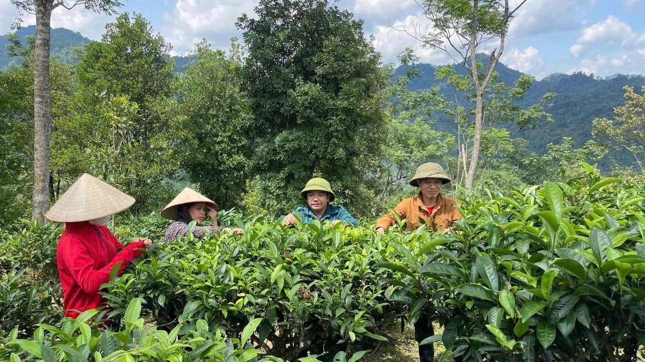 ภาพที่ 2: ต้นชาซานเตวี๊ยตเติบโตอย่างแข็งแกร่งในดินแดนเอียนบินห์