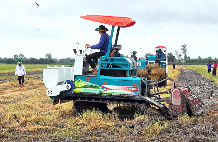 Membahas solusi untuk memulihkan dan meningkatkan kesehatan tanah tempat menanam padi