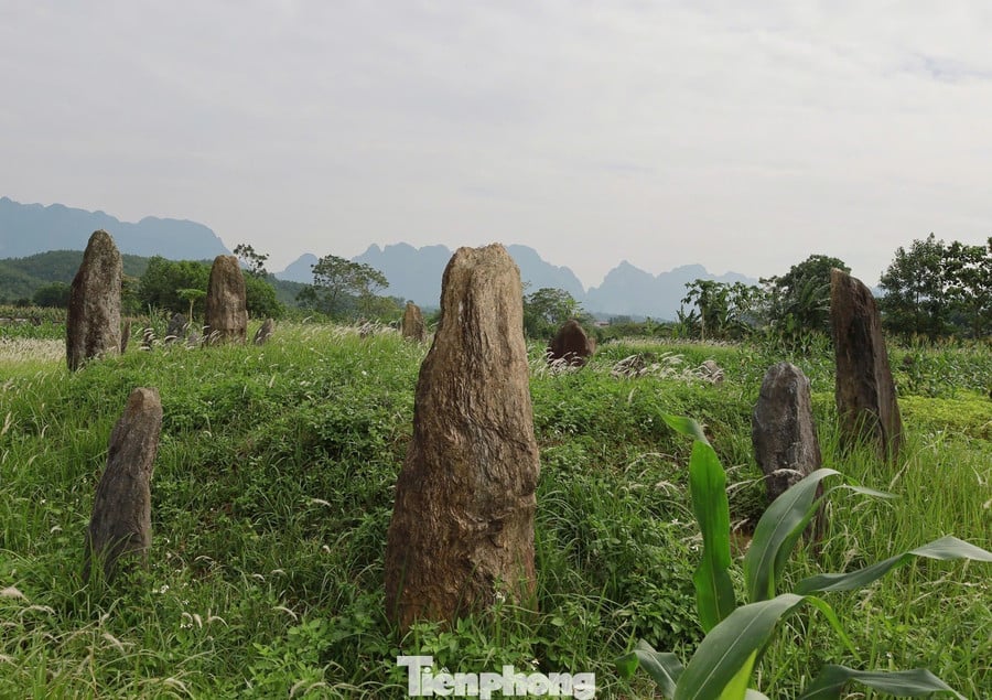 ທ່ານນາງ Dien ໃຫ້ຮູ້ວ່າ, ທ່ານ Dinh Cong Ky ໄດ້ປະກອບສ່ວນຊ່ວຍເຫຼືອກະສັດ Le ແກ້ໄຂບັນດາການກະບົດຢູ່ພາກຕາເວັນຕົກສຽງເໜືອ. ຍ້ອນບັນດາຜົນງານອັນສະຫງ່າລາສີຂອງເພິ່ນ, ເພິ່ນໄດ້ຮັບນາມມະຍົດຜູ້ບັນຊາການກອງທັບ, ພົນເຮືອເອກ Uy Quan Cong, ແລະ ໄດ້ຮັບສິດປົກຄອງ ແລະ ສືບທອດເຂດ Muong Dong ໂດຍລາຊະວົງ. tp-8.jpg