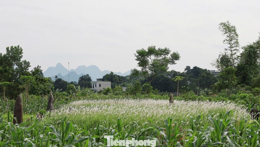 ດ້ວຍຄຸນຄ່າທີ່ດີເດັ່ນຂອງຕົນ, ປີ 1997, ສຸສານບູຮານ ດົ່ງເທິງ ໄດ້ຮັບການຮັບຮູ້ວ່າແມ່ນວັດຖຸບູຮານທາງປະຫວັດສາດຂອງຊາດ. ຕາມບັນດາເອກະສານປະຫວັດສາດແລ້ວ, ນີ້ແມ່ນບ່ອນພັກຜ່ອນຂອງຄອບຄົວດິ່ງ, ຄອບຄົວຊາວເຜົ່າຢ້າວທີ່ປົກຄອງເຂດມູ້ງດົງແຕ່ສະຕະວັດທີ 16 – 18. tp-6.jpg