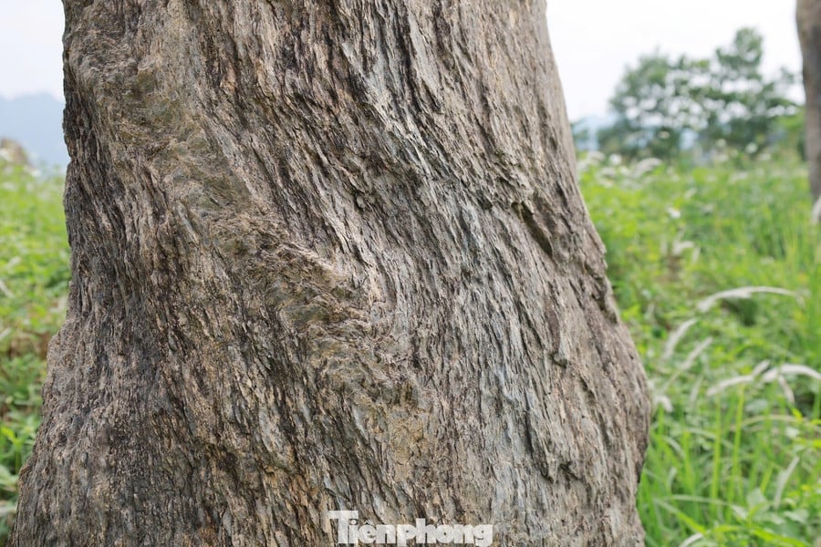 ແຜ່ນຫີນຢູ່ສຸສານບູຮານ ດົ່ງເທກ ມີຮູບແບບຄືໄມ້ຟົດຟື້ນ. tp-9.jpg