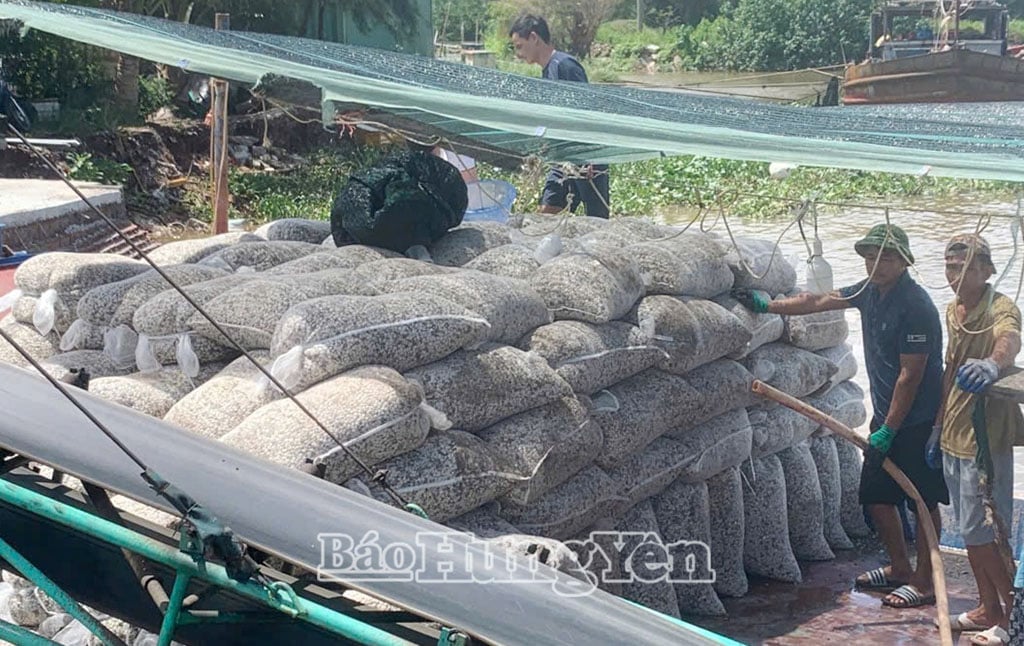 Pedagang membeli benih kerang di pelabuhan perikanan Cua Lan.