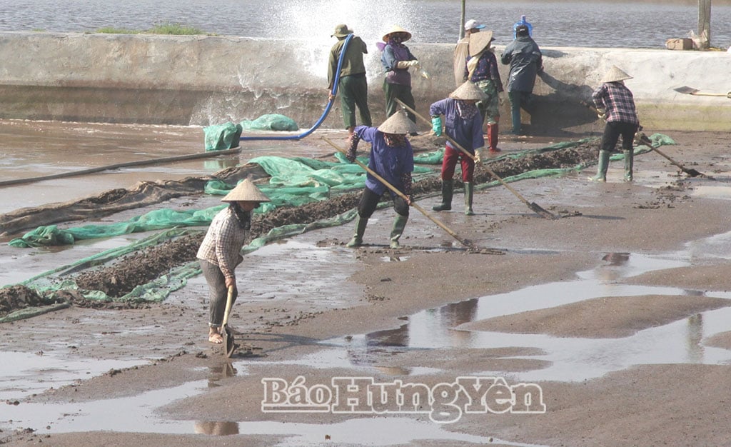 Rumah tangga di kelurahan Nam Cuong merenovasi kolam dan laguna untuk mempersiapkan pembiakan kerang.