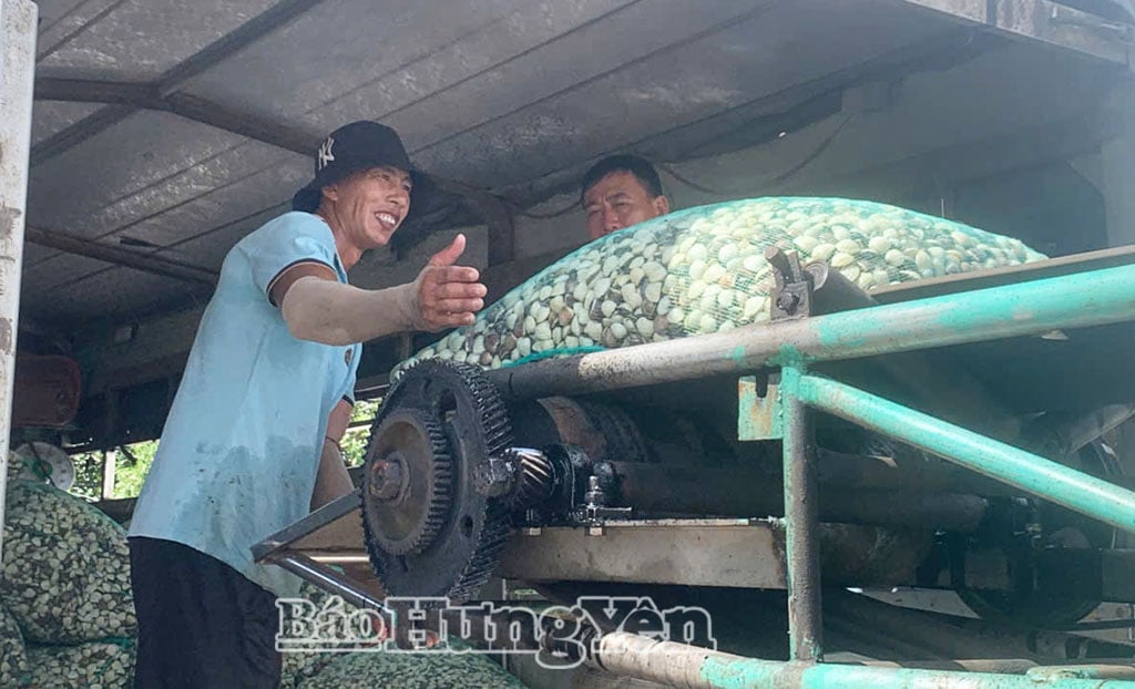 Benih kerang dari rumah tangga pesisir dibeli oleh pedagang dan dipasok ke provinsi Ninh Binh dan Thanh Hoa.