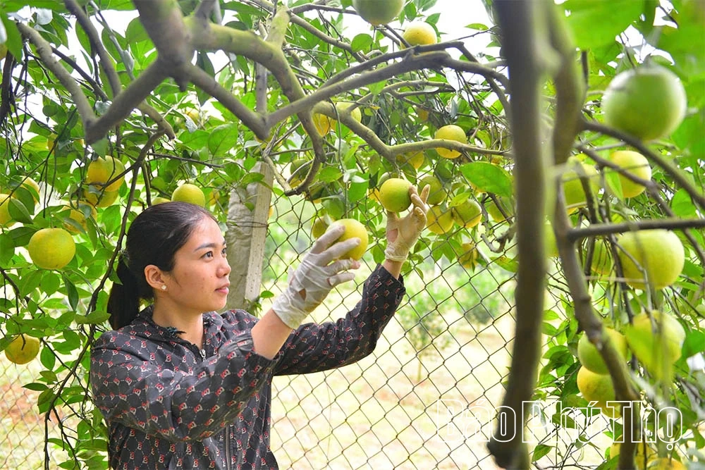 Апельсини Цао Фонг вступають у новий сезон, обіцяючи високий урожай