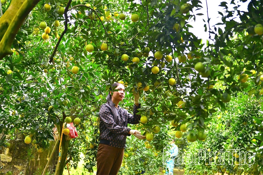 Апельсини Цао Фонг вступають у новий сезон, обіцяючи високий урожай