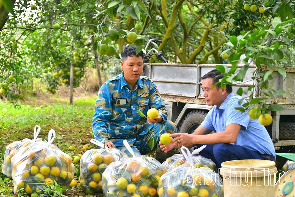Апельсини Цао Фонг вступають у новий сезон, обіцяючи високий урожай