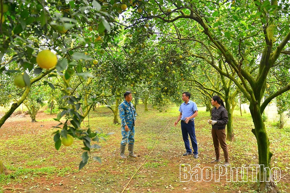 Апельсини Цао Фонг вступають у новий сезон, обіцяючи високий урожай