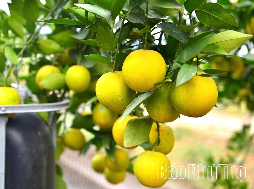 Апельсини Цао Фонг вступають у новий сезон, обіцяючи високий урожай