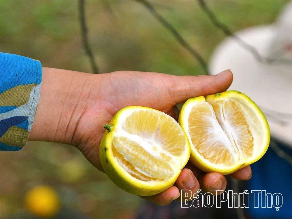 Апельсини Цао Фонг вступають у новий сезон, обіцяючи високий урожай