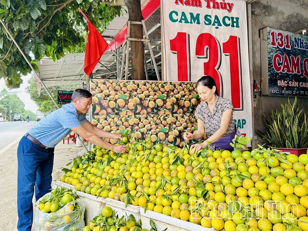 Апельсини Цао Фонг вступають у новий сезон, обіцяючи високий урожай