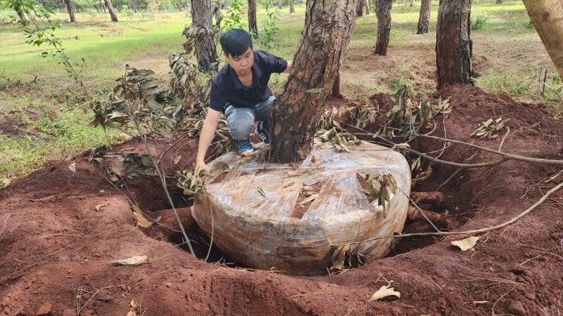 เจียลาย: รีบนำโซลูชั่นไปใช้งานเพื่อปกป้องป่าสนอันล้ำค่า -0