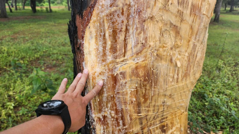 เจียลาย: ปรับใช้โซลูชันทันทีเพื่อปกป้องป่าสนอันล้ำค่า -1