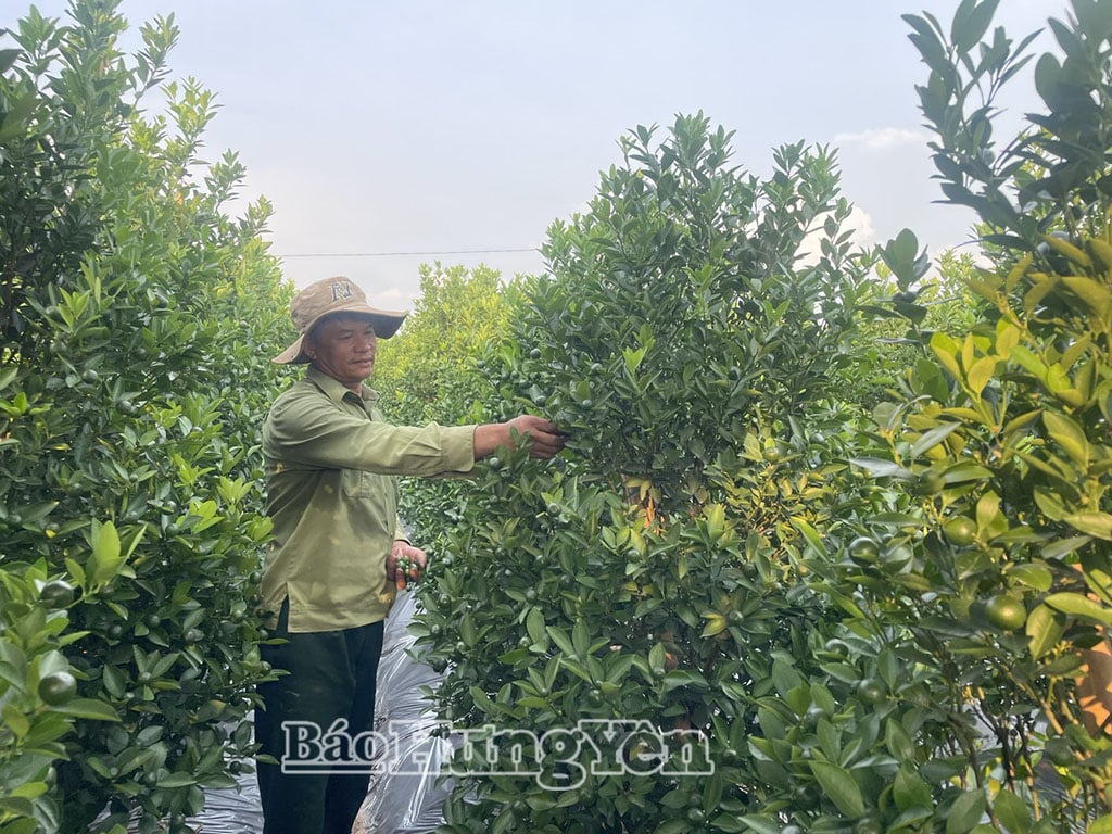 Petani di Hoan Long komune mencantas dahan dan buah-buahan muda pokok kumquat.