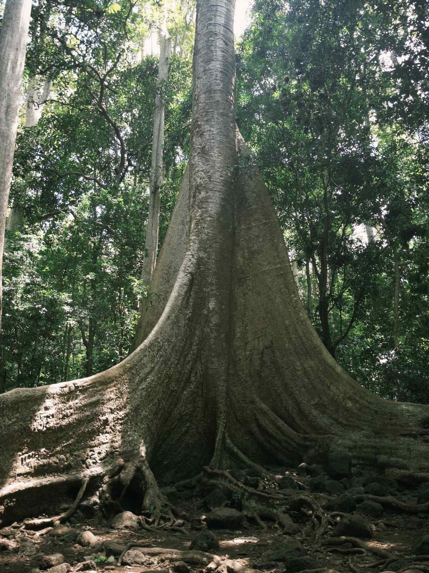 سیاح قدیم تنگ درخت کے پاس چیک ان کر رہے ہیں۔