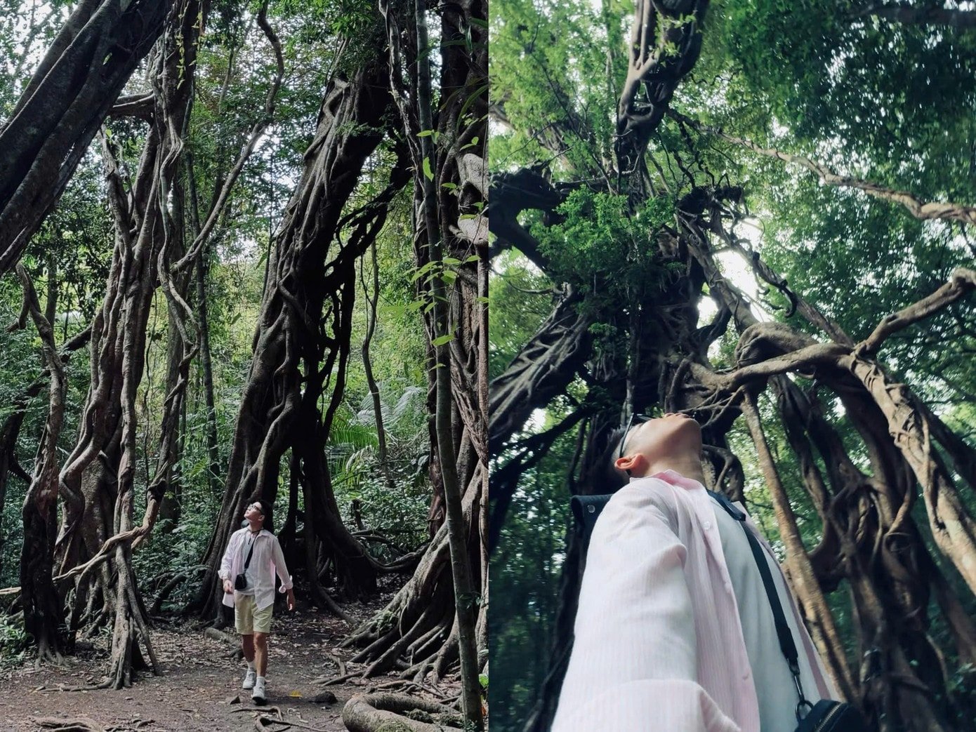 برگد کے درخت کی پراسرار خوبصورتی۔