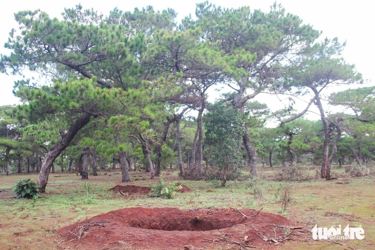 Rừng thông Đak Đoa tuyệt đẹp liên tục bị trộm, tỉnh Gia Lai chỉ đạo khẩn - Ảnh 1.