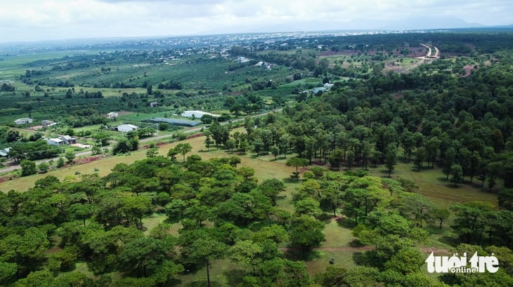 rừng thông - Ảnh 2.