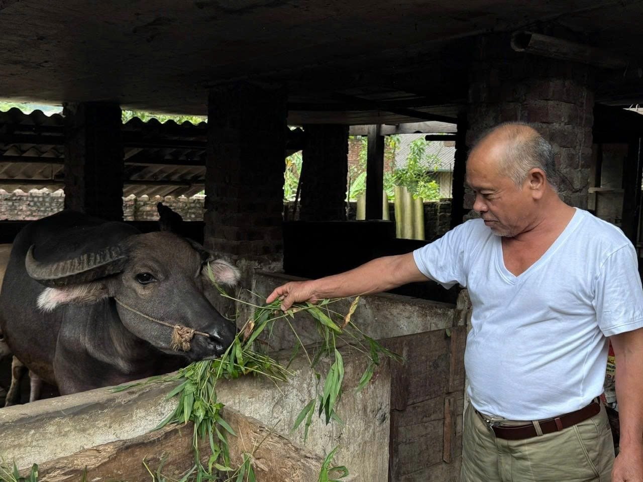 Фото 1. Урок 1. Семья г-на Нонг Дык Тая из деревни Кхау Куом, коммуны Винь Тонг, получила поддержку для разведения буйволов.