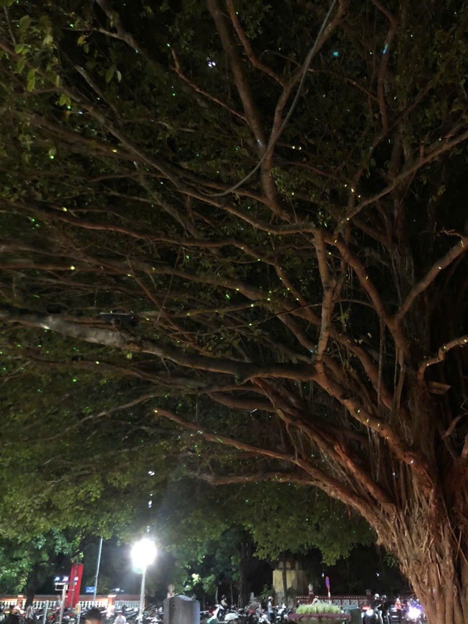 Mulți tineri vin la arborele cu licurici pentru a face fotografii-suvenir.